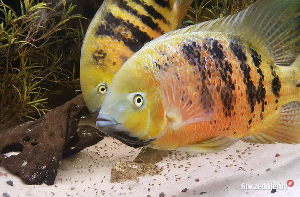 Pielęgnica Cichlasoma bocourti