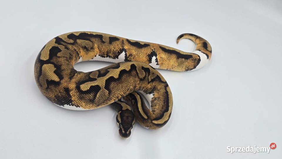 Pyton Królewski Piebald 02 dolnośląskie Wrocław