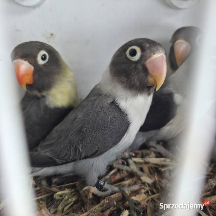 Nierozłączki Czarnogłowe Gdynia sprzedam