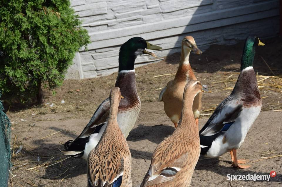 Jaja lęgowe kaczek mix mazowieckie Łochów