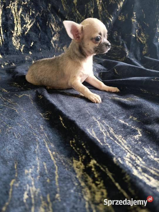 Suczka krótkowłosa chihuahua Szczaworyż