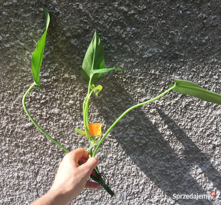 Philodendron filodendron Emerald Queen sadzonka Kraków