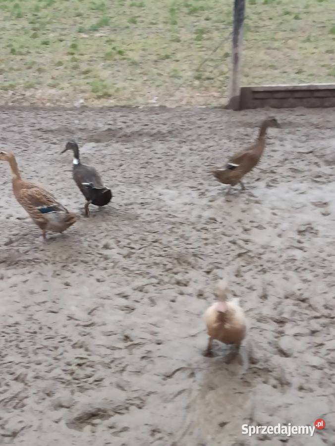 Kaczki biegusy biegusy indyjskie lubelskie Krasnystaw