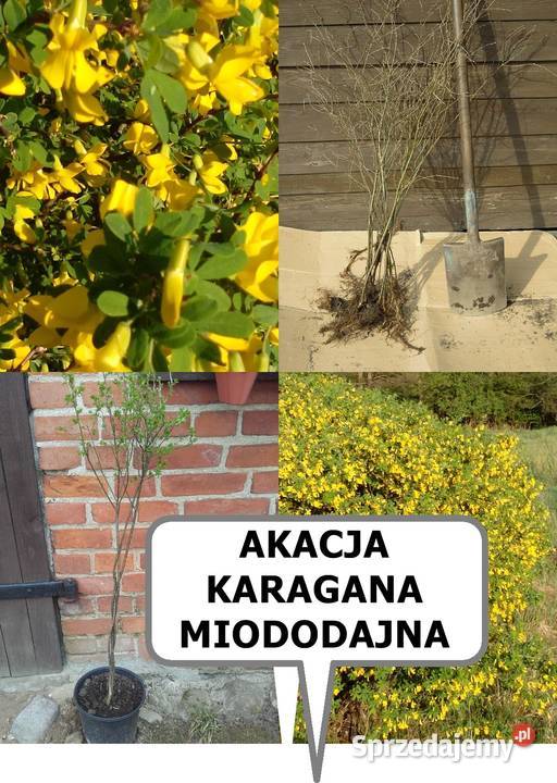 TAWUŁA JAPOŃSKA krzew ozdobny inne roślinyWYSY Łódź sprzedam