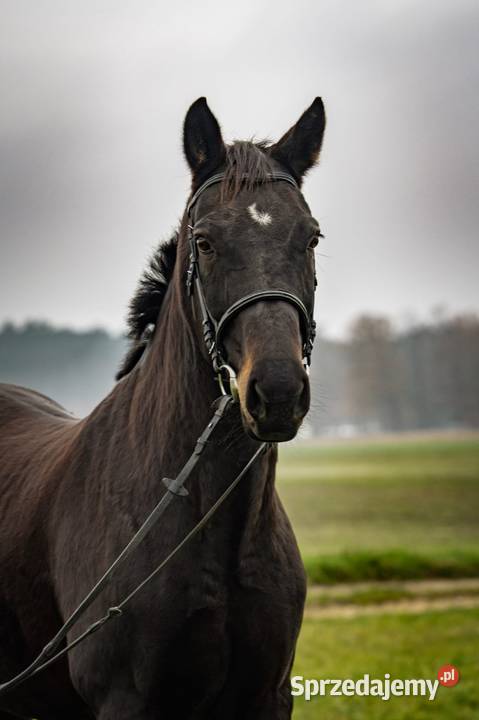 Klacz Wlkp ksiega główna opolskie Kamień Śląski sprzedam