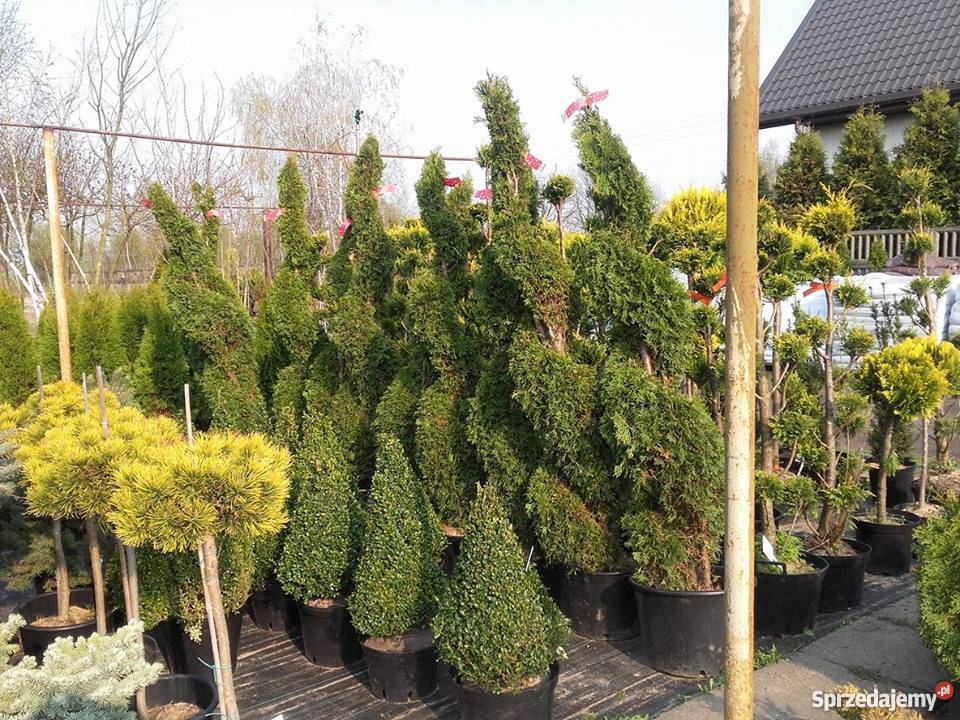 Drzewko BONSAI 180200 Szkółka PRODUCENT łódzkie