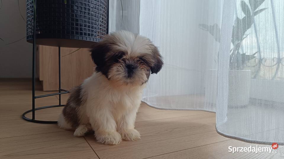 Szczeniaki shih tzu