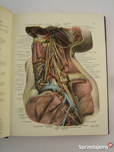 Atlas Anatomii Człowieka JSobotta Tom 3 1910 r Książki naukowe i popularnonaukowe Warszawa