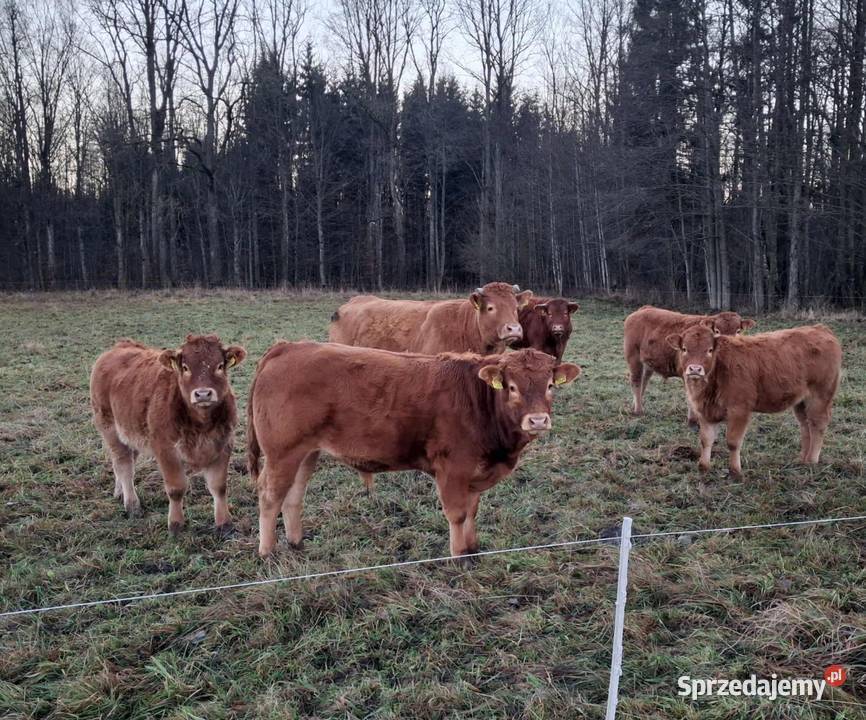 Sprzedam odsadki Lm Osińska Buda sprzedam