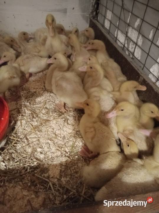 Kaczki Pekin Hodowane naturalnie małopolskie Ładna