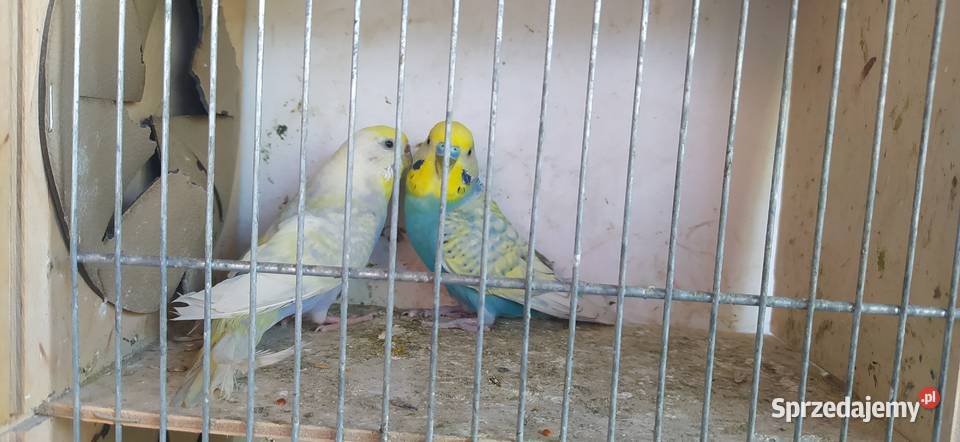 Papugi faliste tęczowe małopolskie sprzedam