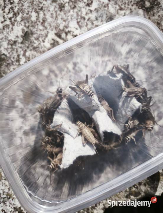 Świerszcze Domowe i Inne Karmy Dostawa Co sprzedam