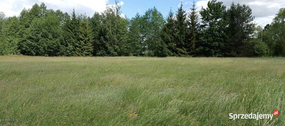 Działka 1000m2 Skrybicze warunki zabudowy 36m Sprzedaż