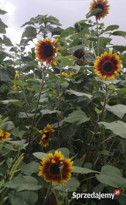 Kwiaty słonecznika kolorowe