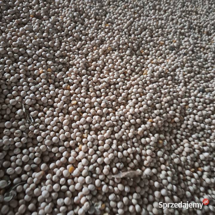 Groch batuta na poplon siew Bychawa