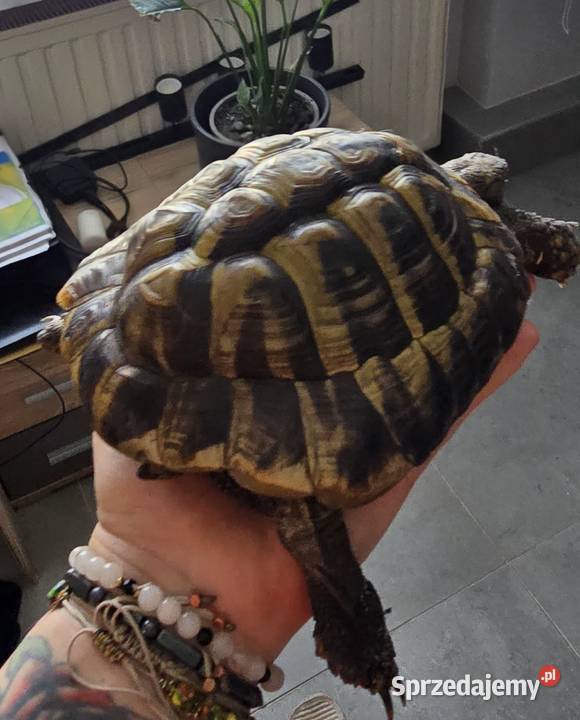 Sprzedam żółwia greckiego z papierami Zwierzęta Piła