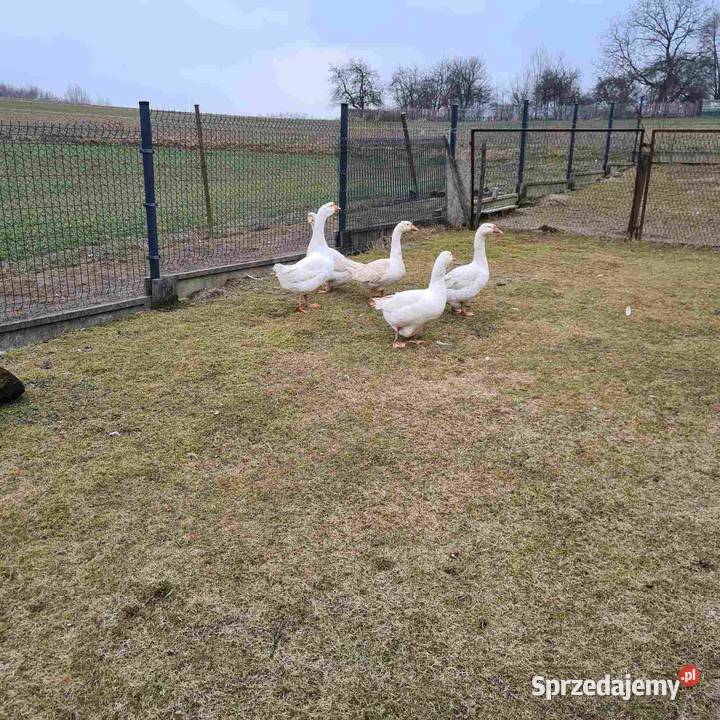 Jaja lęgowe Gęsi białej Skołyszyn