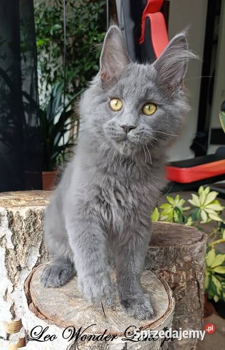Niebieski Maine Coon FPL Gdańsk