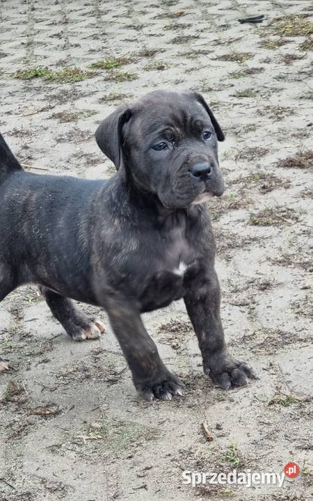 Cane corso szczeniaki Juliopol