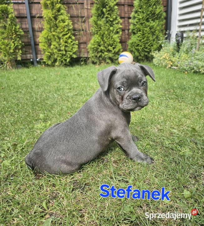 Buldozki francuskie blue blekitne Zbrudzewo