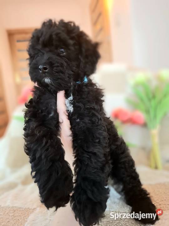 Shihpoo szczenięta szczenię Cavapoo Cocapoo Krasne