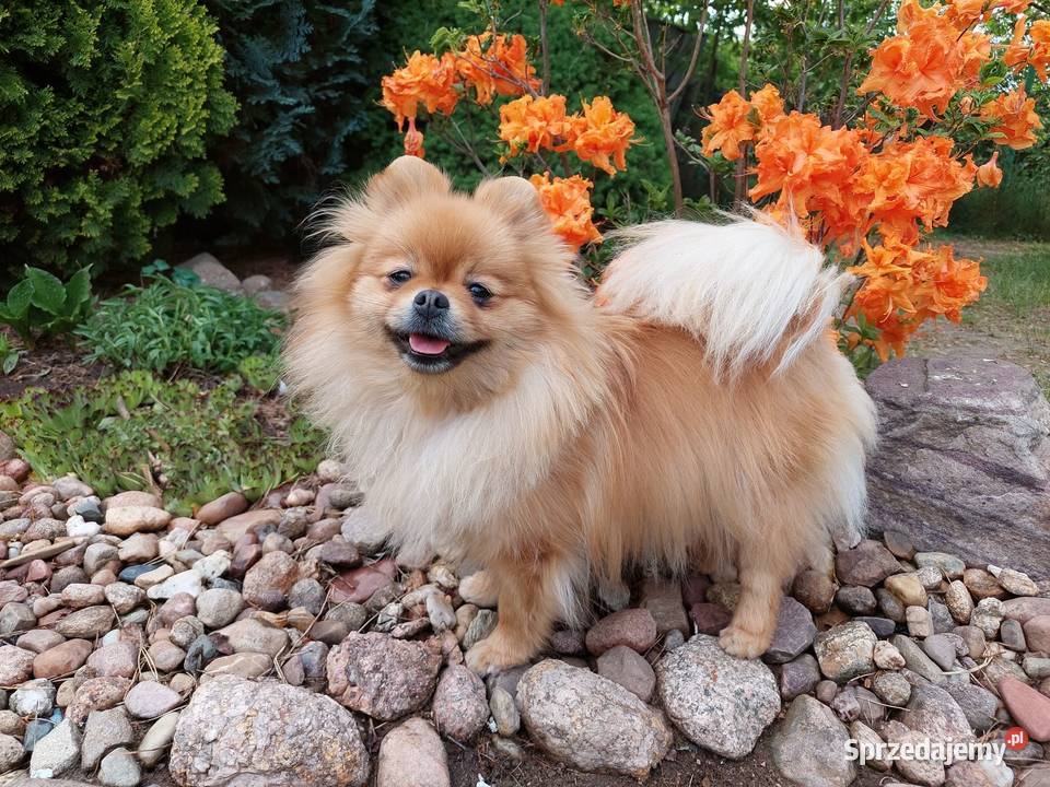 Pomeranian rezerwacje FCI szpic ZKwP Szpic miniaturowy Legnica sprzedam