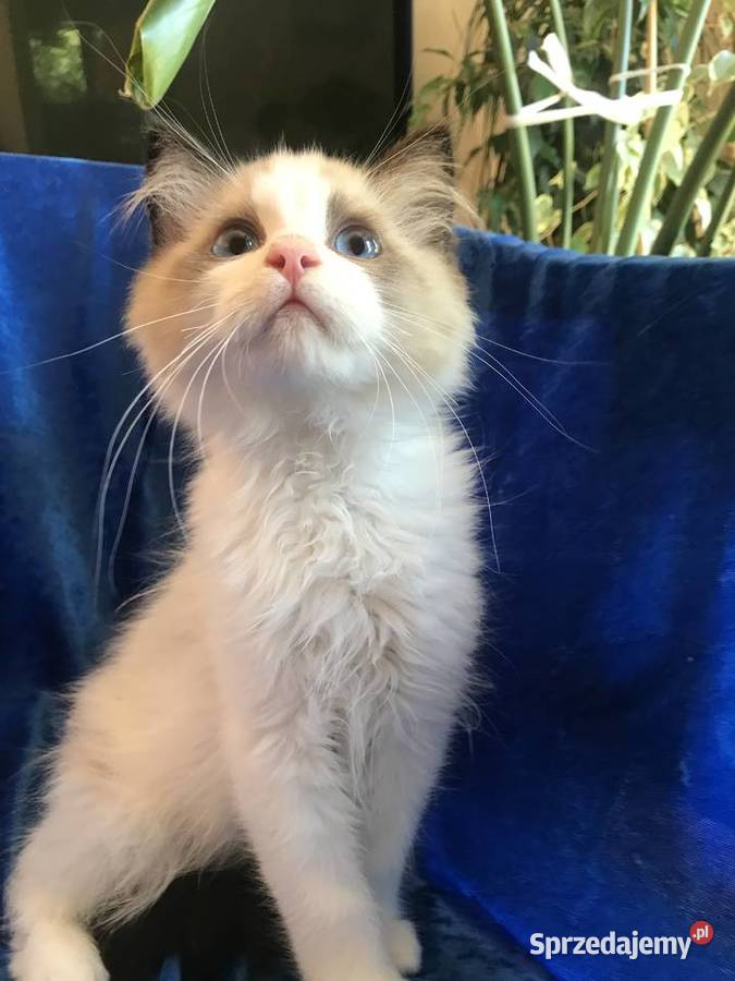 Kocięta Ragdoll z rodowodem FPL Brzeg