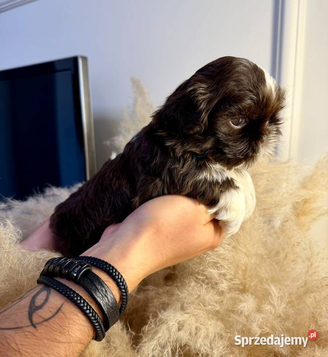 Szczeniaki shih tzu rezerwacja świętokrzyskie