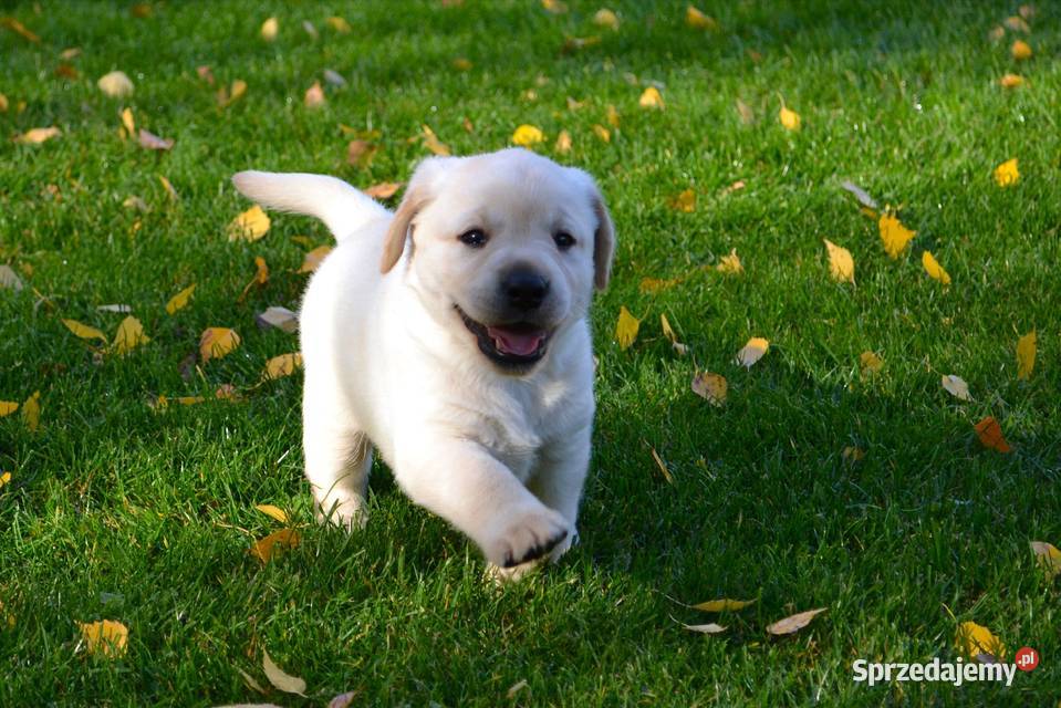 Samiec pies biszkoptowy Labrador Retriever Labrador Żelechlinek