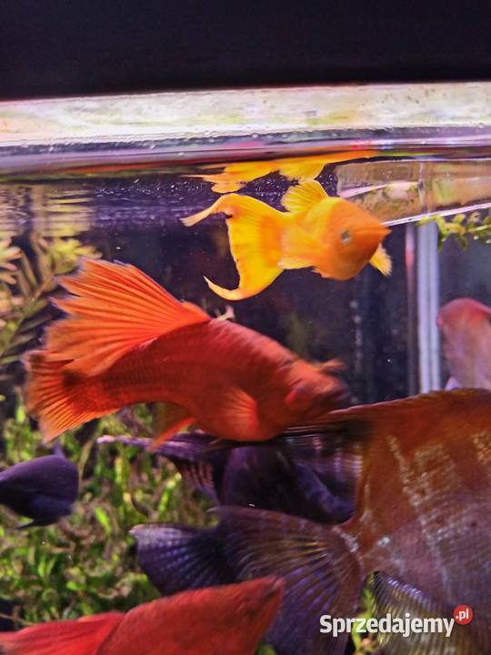 Mieczyki czyste Delty Łódź sprzedam