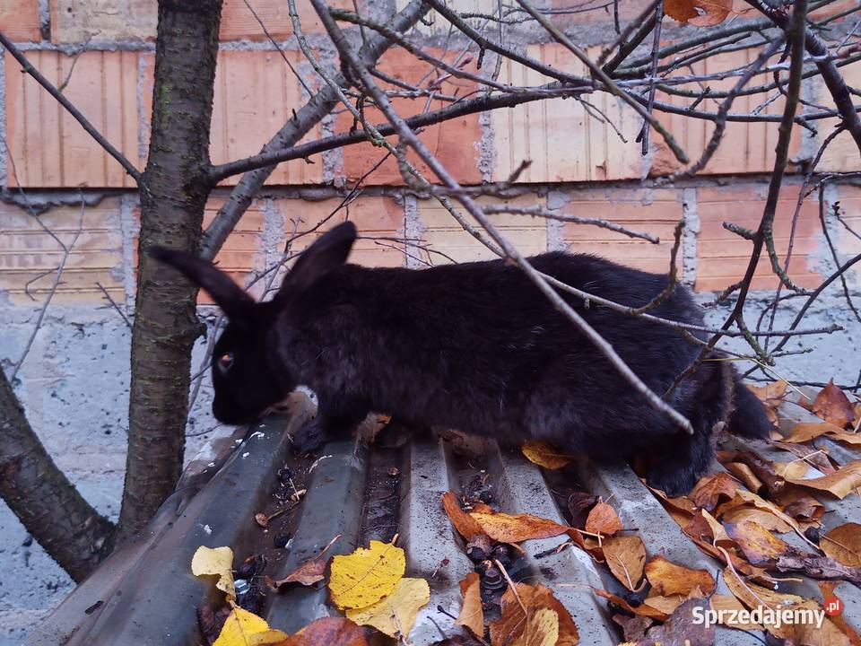 króliki młode SAMCE z przydomowej hodowli podlaskie Grabówka