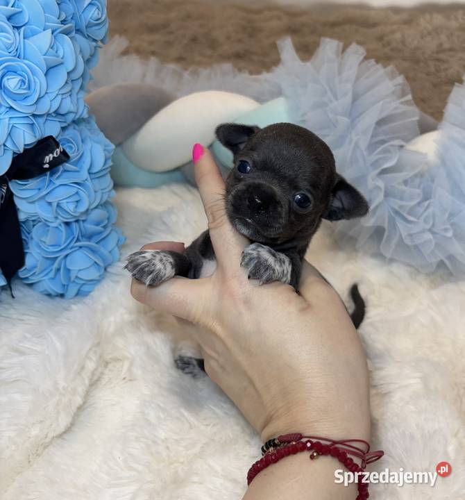 Chihuahua piesek krótkowłosy niebieski Blue Bełchatów sprzedam