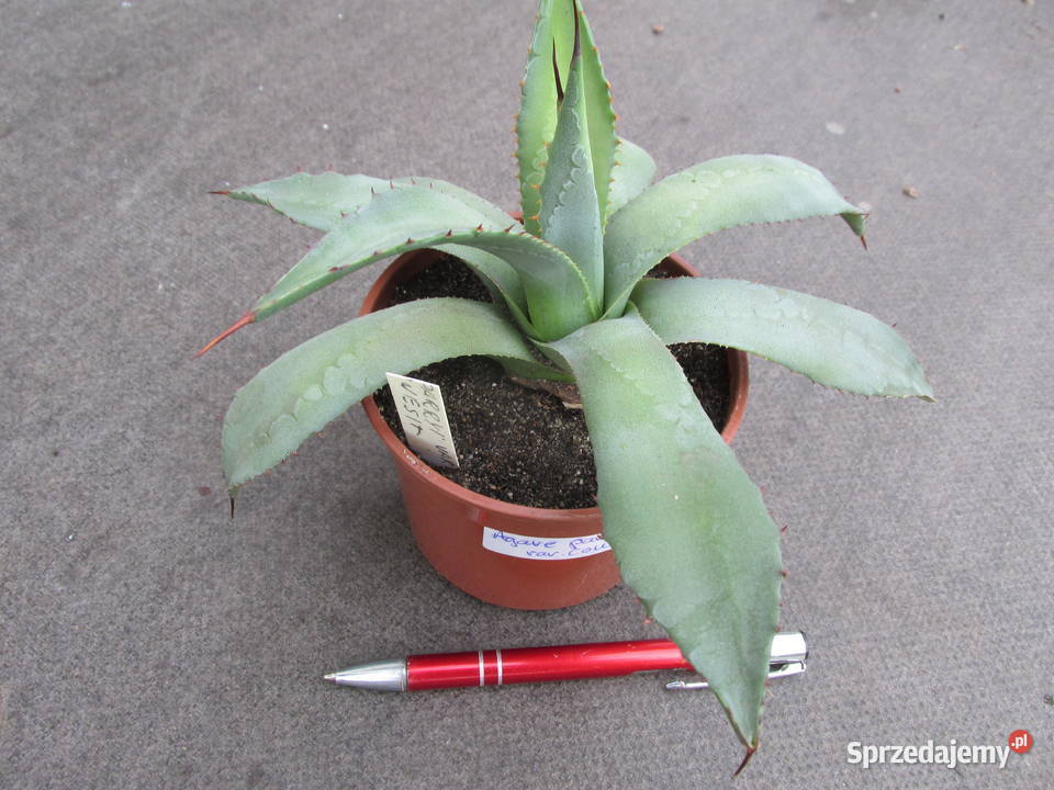 Mrozoodporna agawa do 18 C agave parryi var Kraków sprzedam