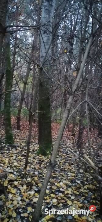 Drewno opałowe topola osika Suliszów