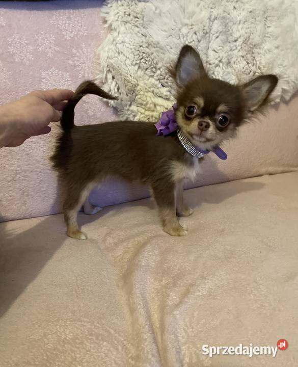 Mini sunia 15 Czekolada Chihuahua długowłosa Trzebnica