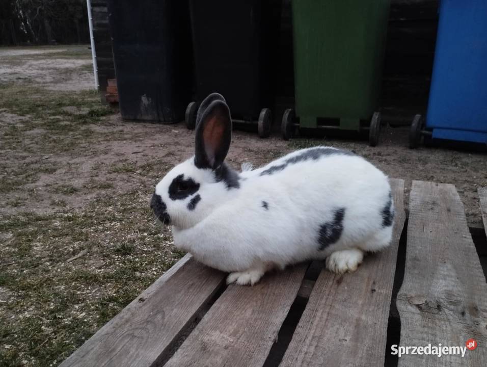 Królik króliki srokacz niebieski wiedeński Gryzonie Słupca