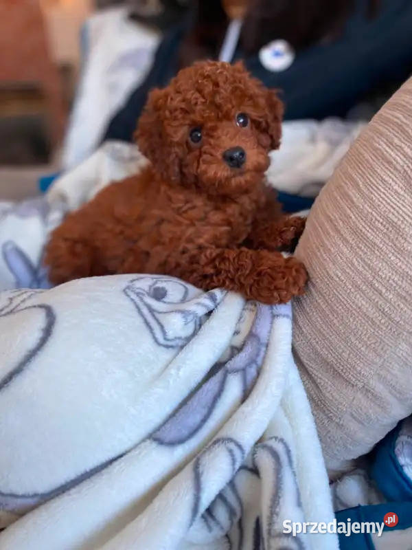 Sliczne szczenieta Pudel toy red brown dolnośląskie Oława
