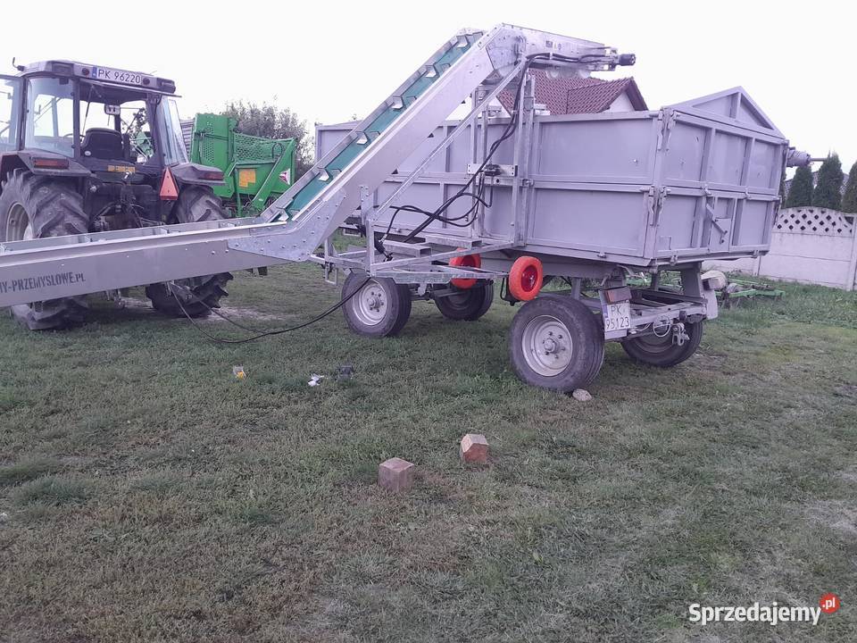 taśmociąg do zbioru kalafiora brokuła kapusty i Kalisz
