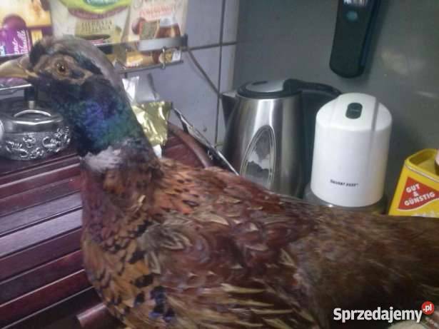 Wypchany Bażant wielokolorowy Dekoracje i ozdoby Zabrze