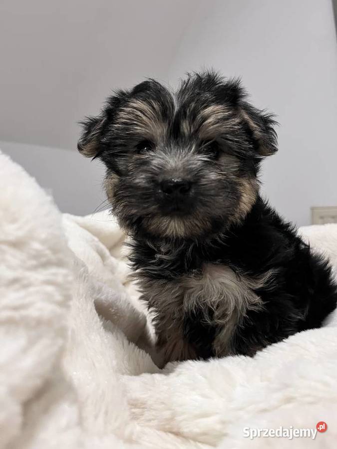 Sprzedam Suczka morki