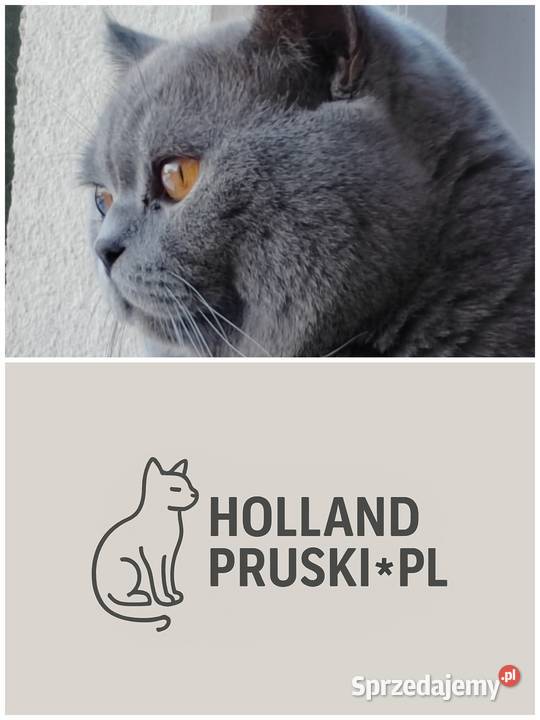 Kotka brytyjska Pasłęk sprzedam