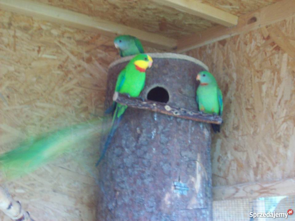 Papugi barabandysamce 2017r Gilowice