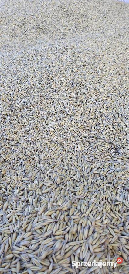 OWIES RAMBO pierwszy zbiór Centrali Nasiennej Henryków Lubański