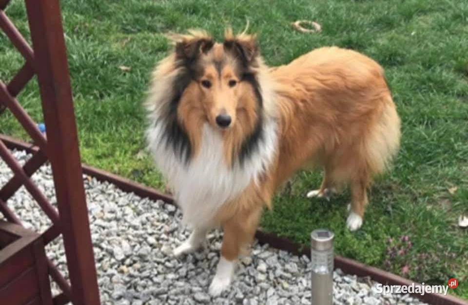 Owczarek szkocki collie piesek Owczarek Koźmin Wielkopolski sprzedam