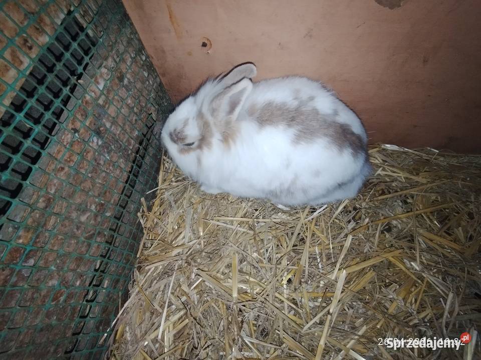 Królik samica miniaturka Żnin