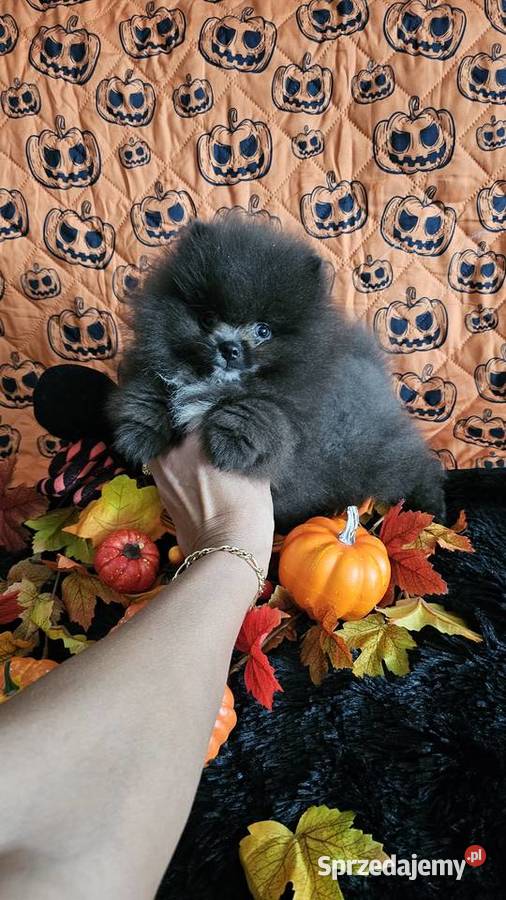 Pomeranian Szpic Miniaturowy piesek BlueWhite łódzkie Sędziejowice sprzedam