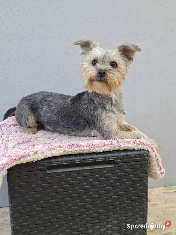 Yorkshire terrier York