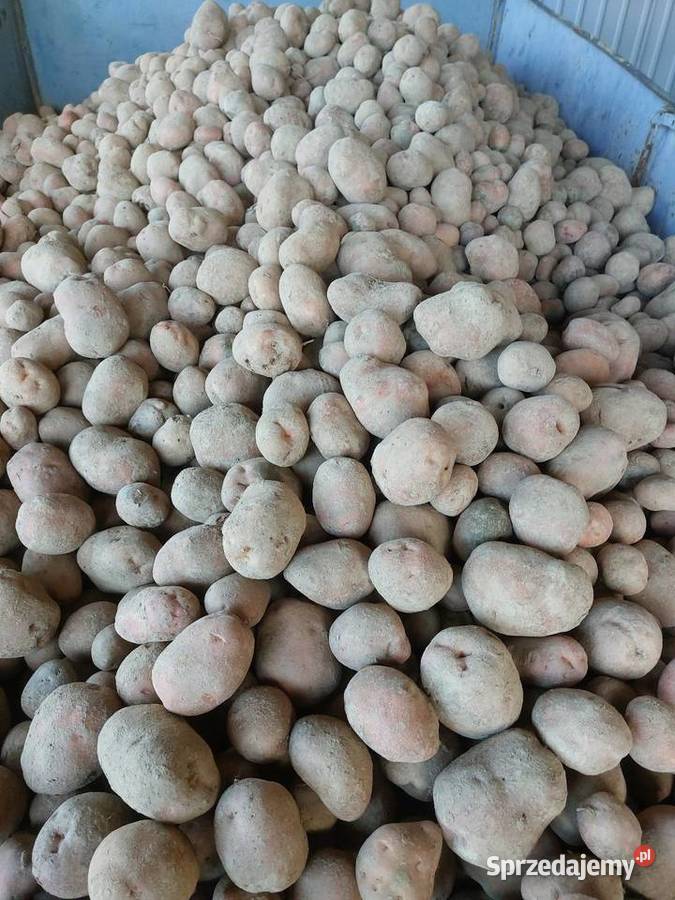 Ziemniaki żółte Vinetta i czerwone Bellarosa Kończyce Małe sprzedam