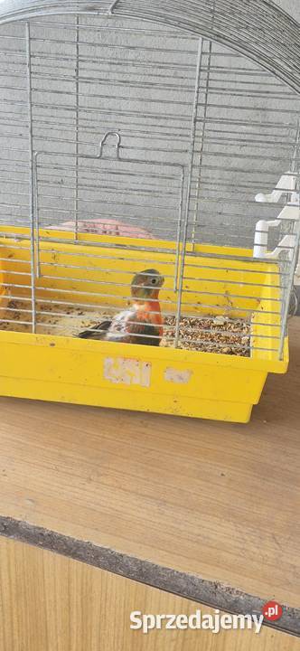 Sprzedam zamienie Biała Podlaska