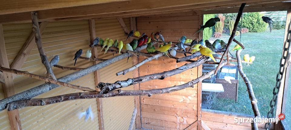 Sprzedam papugi widoczne na zdjęciach Konin sprzedam